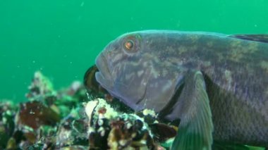 İstilacı türlerin yuvarlak kaya balığı (Neogobius melanostomus)