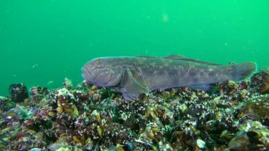 Deniz balık kaya balığı (Neogobius melanostomus) yiyor bir şey.