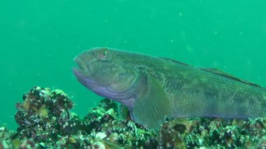 Oyun-balık yuvarlak kaya balığı (Neogobius melanostomus)