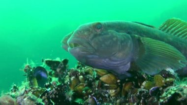 Alt balık besleme yuvarlak kaya balığı (Neogobius melanostomus),.