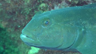Deniz balık kaya balığı (Neogobius melanostomus), portre.