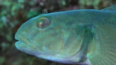İstilacı türlerin yuvarlak kaya balığı (Neogobius melanostomus), portre.