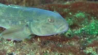 Alt balık yuvarlak kaya balığı (Neogobius melanostomus), portre.
