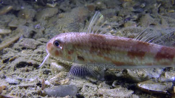 Peces de mar Salmonete rojo (Mullus barbatus ) — Vídeo de stock