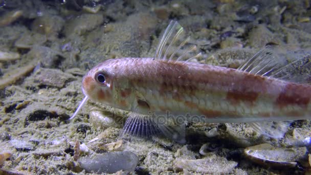 Peixe-marinho tainho-vermelho (Mullus barbatus ) — Vídeo de Stock