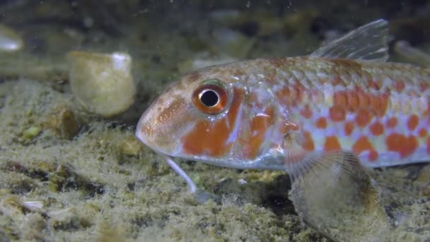 Dołu ryba barwena (Mullus barbatus), portret. — Wideo stockowe