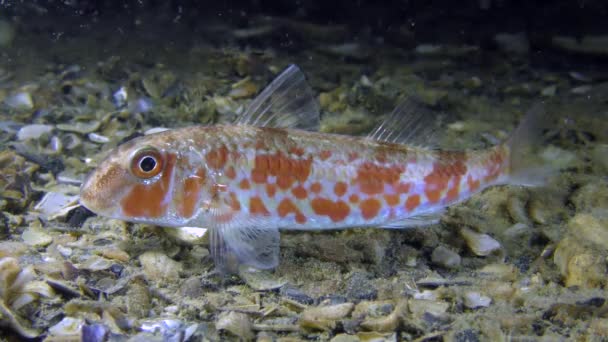 Pez de caza Salmonete rojo (Mullus barbatus ) — Vídeos de Stock