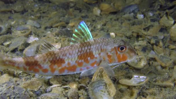 Pesci di fondo triglie rosse (Mullus barbatus ) — Video Stock