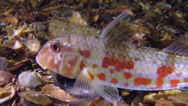 Peces de fondo Salmonete rojo (Mullus barbatus ) — Vídeo de stock