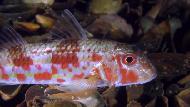 Ädelfisk mulle (Mullus barbatus) — Stockvideo