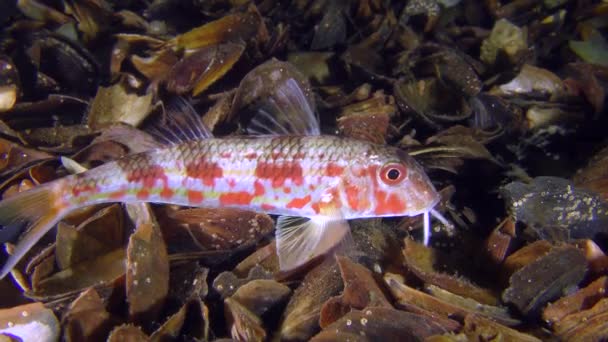 Peixe de fundo Red mullet (Mullus barbatus ) — Vídeo de Stock