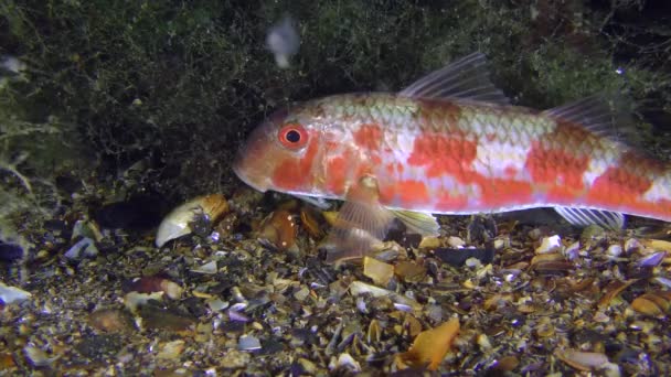 Pez de caza Salmonete rojo (Mullus barbatus ) — Vídeos de Stock