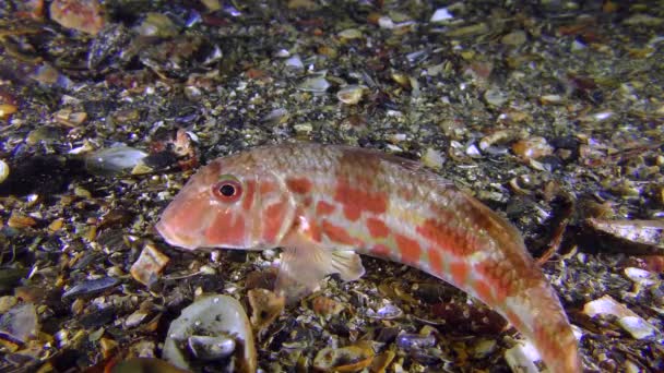 Красная рыба (Mullus barbatus ) — стоковое видео