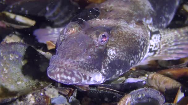 Knout goby (Mesogobius batrachocephalus), retrato . — Vídeo de Stock