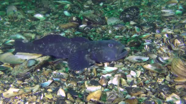 Oyun-balık yuvarlak kaya balığı (Neogobius melanostomus) — Stok video