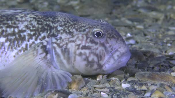 Ädelfisk svartmunnad smörbult (Neogobius melanostomus), porträtt. — Stockvideo
