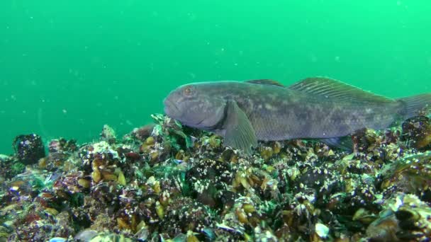 Oyun-balık yuvarlak kaya balığı (Neogobius melanostomus) — Stok video