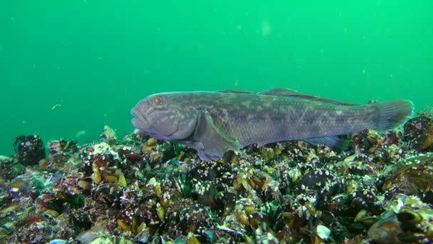 海魚ハゼ (Neogobius melanostomus) 食べるラウンドの何か. — ストック動画