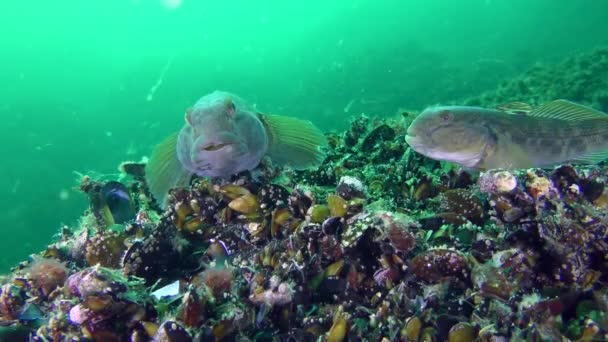İki yuvarlak kaya balığı (Neogobius melanostomus). — Stok video