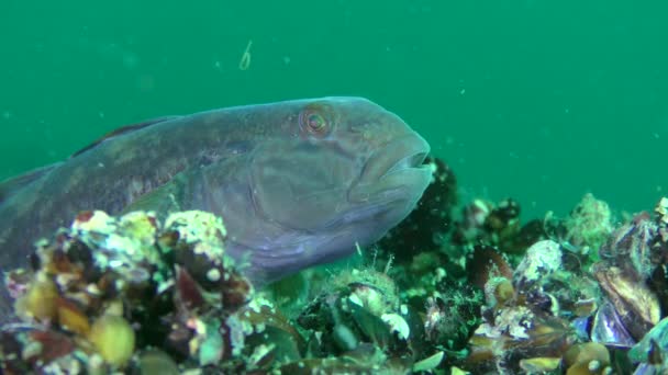 外来入侵物种圆鰕虎鱼 (Neogobius melanostomus) — 图库视频影像