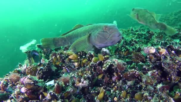 Két Feketeszájú géb (Neogobius melanostomus). — Stock videók