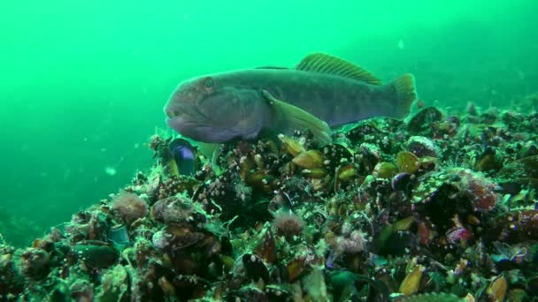 Oyun-balık yuvarlak kaya balığı (Neogobius melanostomus) — Stok video