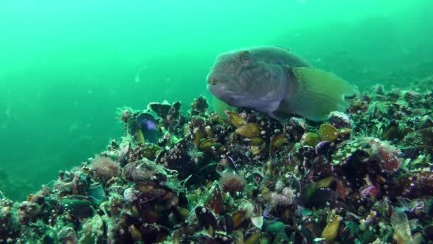 Espécies invasoras Round goby (Neogobius melanostomus ) — Vídeo de Stock