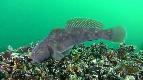 Havet fiskar runda smörbult (Neogobius melanostomus), utfodring. — Stockvideo