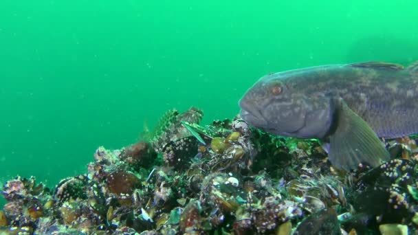 Oyun-balık yuvarlak kaya balığı (Neogobius melanostomus), besleme. — Stok video