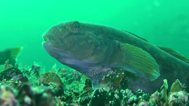 Botten fisken svartmunnad smörbult (Neogobius melanostomus), porträtt. — Stockvideo