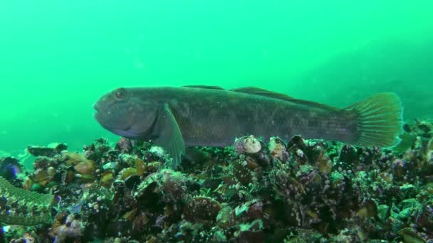 Espécies invasoras Round goby (Neogobius melanostomus ) — Vídeo de Stock