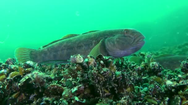 赛鱼圆鰕虎鱼 (Neogobius melanostomus) — 图库视频影像