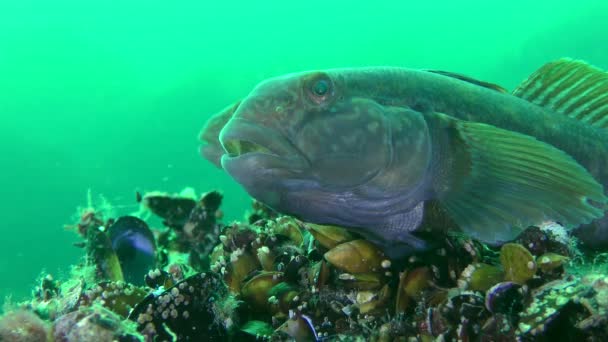 Botten fisk svartmunnad smörbult (Neogobius melanostomus), utfodring. — Stockvideo