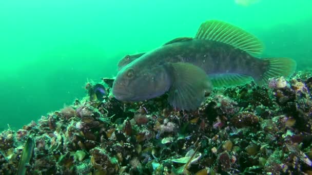 Espécies invasoras Round goby (Neogobius melanostomus), alimentação . — Vídeo de Stock