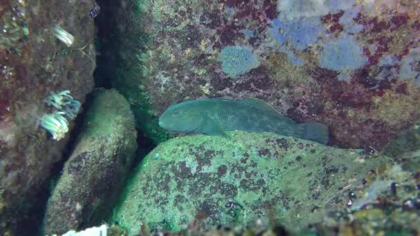 Hra ryby kolo goby (Neogobius melanostomus) — Stock video