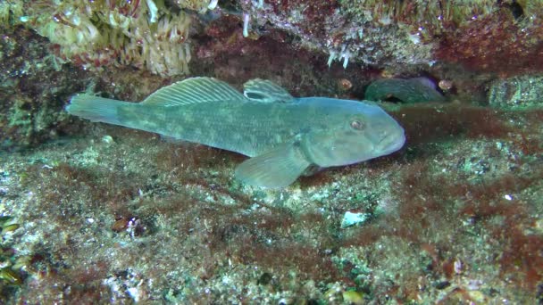 Pesce-selvaggina Gobbo tondo (Neogobius melanostomus ) — Video Stock