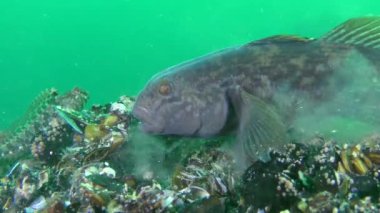 İstilacı türlerin beslenme kaya balığı (Neogobius melanostomus), yuvarlak.