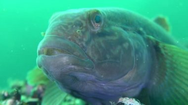 İstilacı türlerin yuvarlak kaya balığı (Neogobius melanostomus), portre.