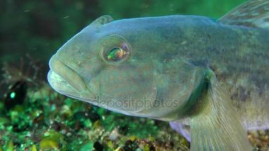 İstilacı türlerin yuvarlak kaya balığı (Neogobius melanostomus), portre.