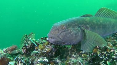 Yuvarlak kaya balığı (Neogobius melanostomus) kamera tehdit ediyor..