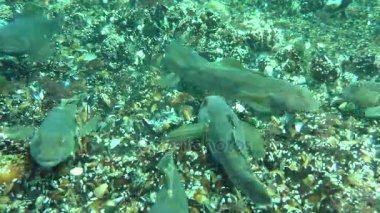 Besleme yuvarlak kaya balığı (Neogobius melanostomus), Grup.