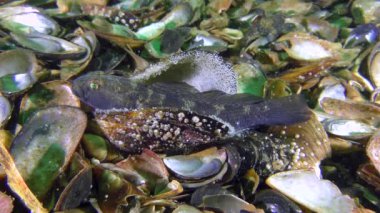 Kara Goby 'nin üretimi (Gobius niger).