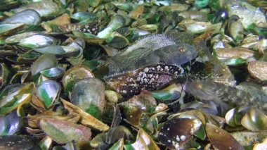 Kara Goby 'nin üretimi (Gobius niger).