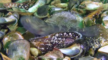 Kara Goby 'nin üretimi (Gobius niger).