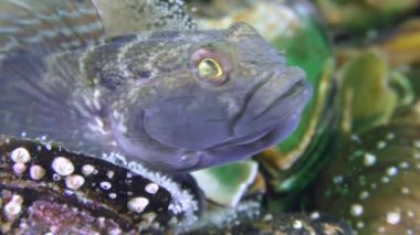 Kara Goby 'nin üretimi (Gobius niger).