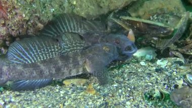 Siyah kaya balığı (kaya Nijer) çoğaltılması, erkeklerin scramble.