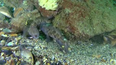 Siyah kaya balığı (kaya Nijer) çoğaltılması, erkeklerin scramble.