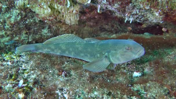 Ädelfisk svartmunnad smörbult (Neogobius melanostomus) — Stockvideo