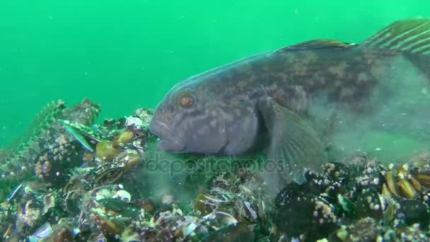 Инвазивный вид Round goby (Neogobius melanostomus), кормление . — стоковое видео