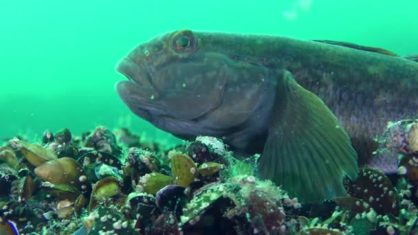 Alsó hal Feketeszájú géb (Neogobius melanostomus), portré. — Stock videók